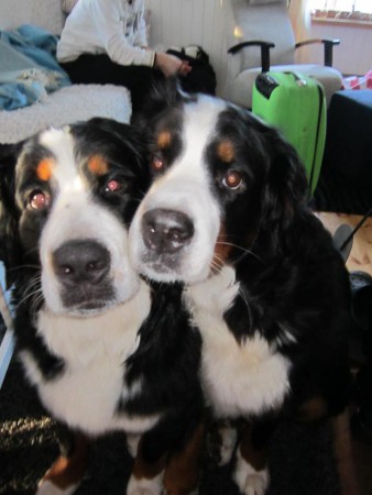 Zweierteam Ramonda ja AfricanLilja